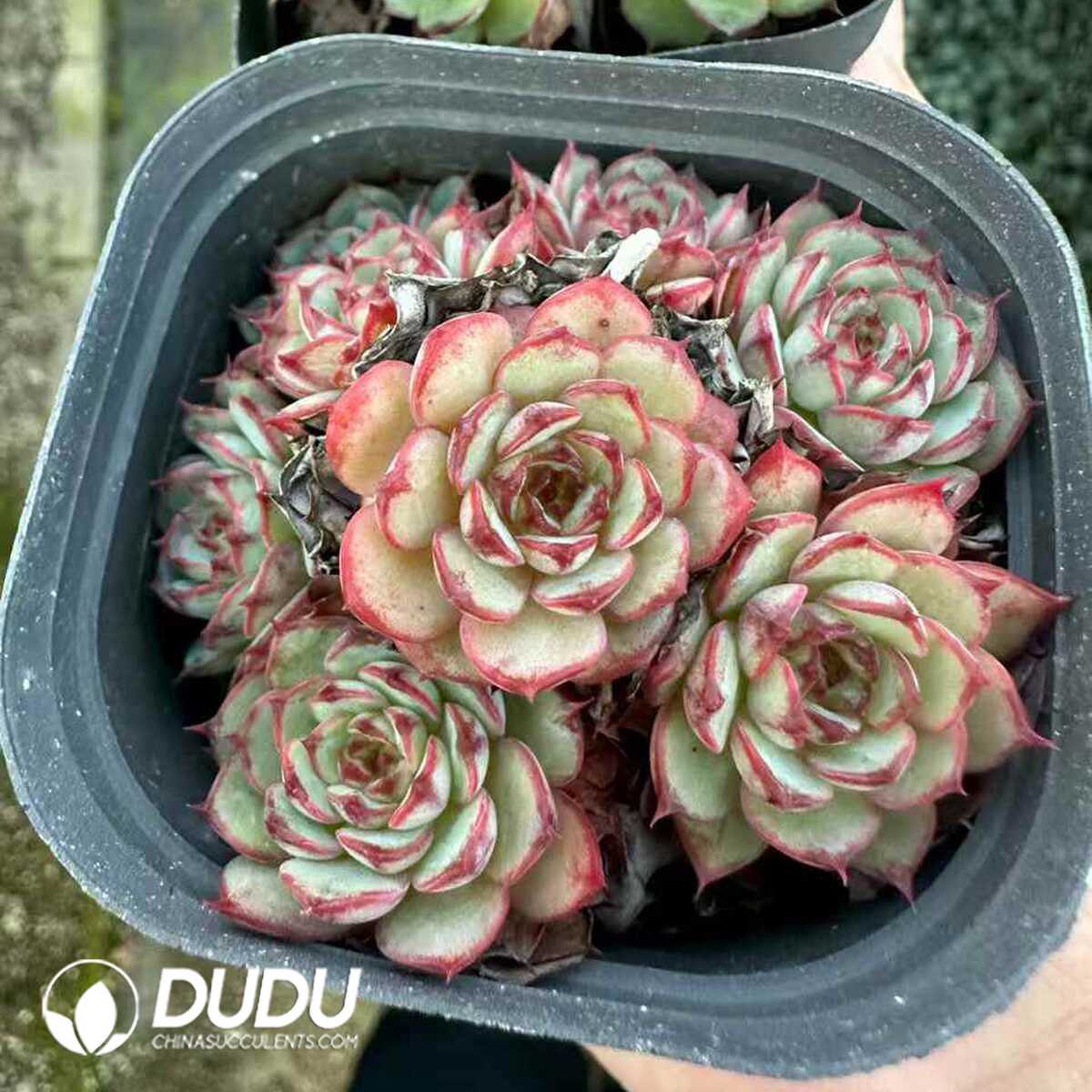 e201-205.jpg Echeveria Super Circle - 画像 (1)