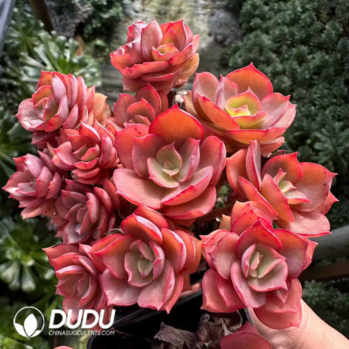 e201-206.jpg Echeveria Suyon Clustering - 画像 (1)