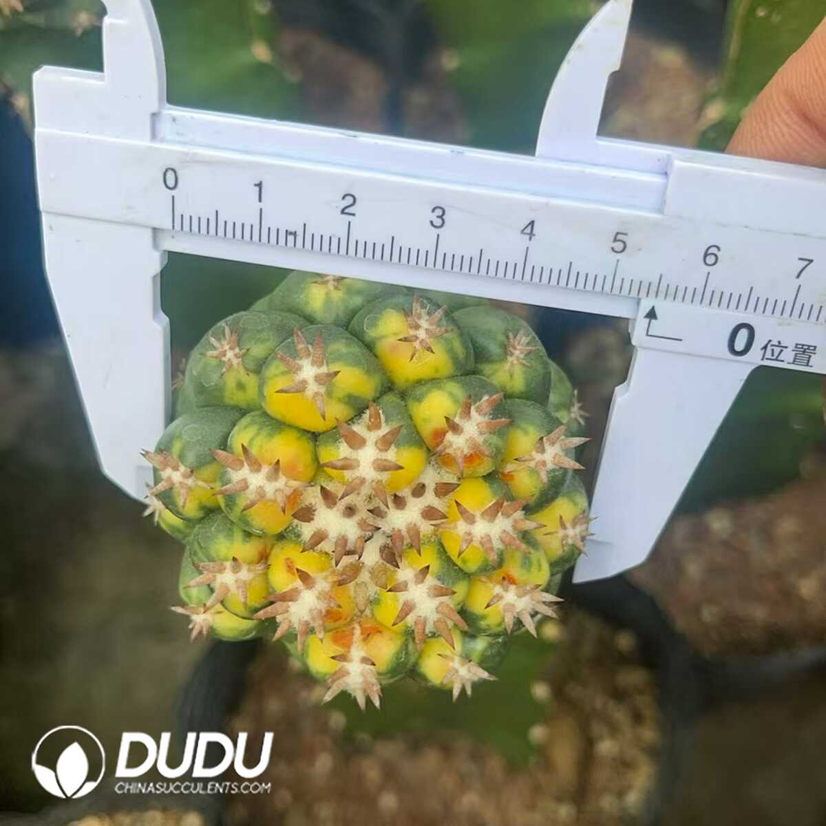 e201-207-1.jpg (Grafted)Coryphantha elephantidens - 画像 (1)