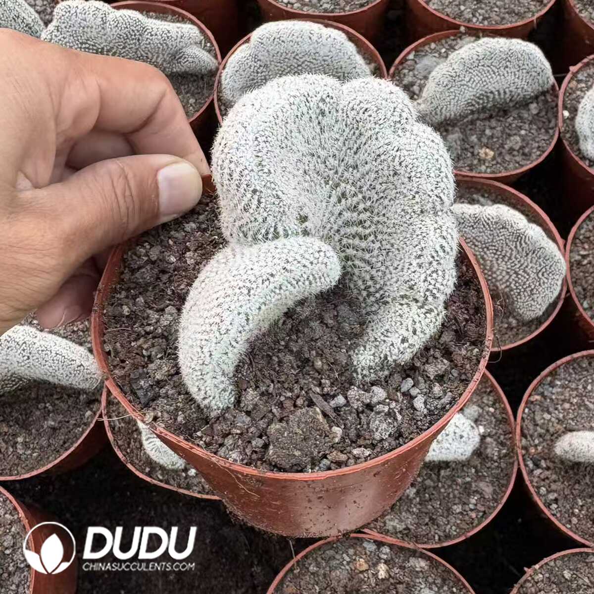 e201-208.jpg (Grafted)Lobivia albolanata f. cristata - 画像 (1)