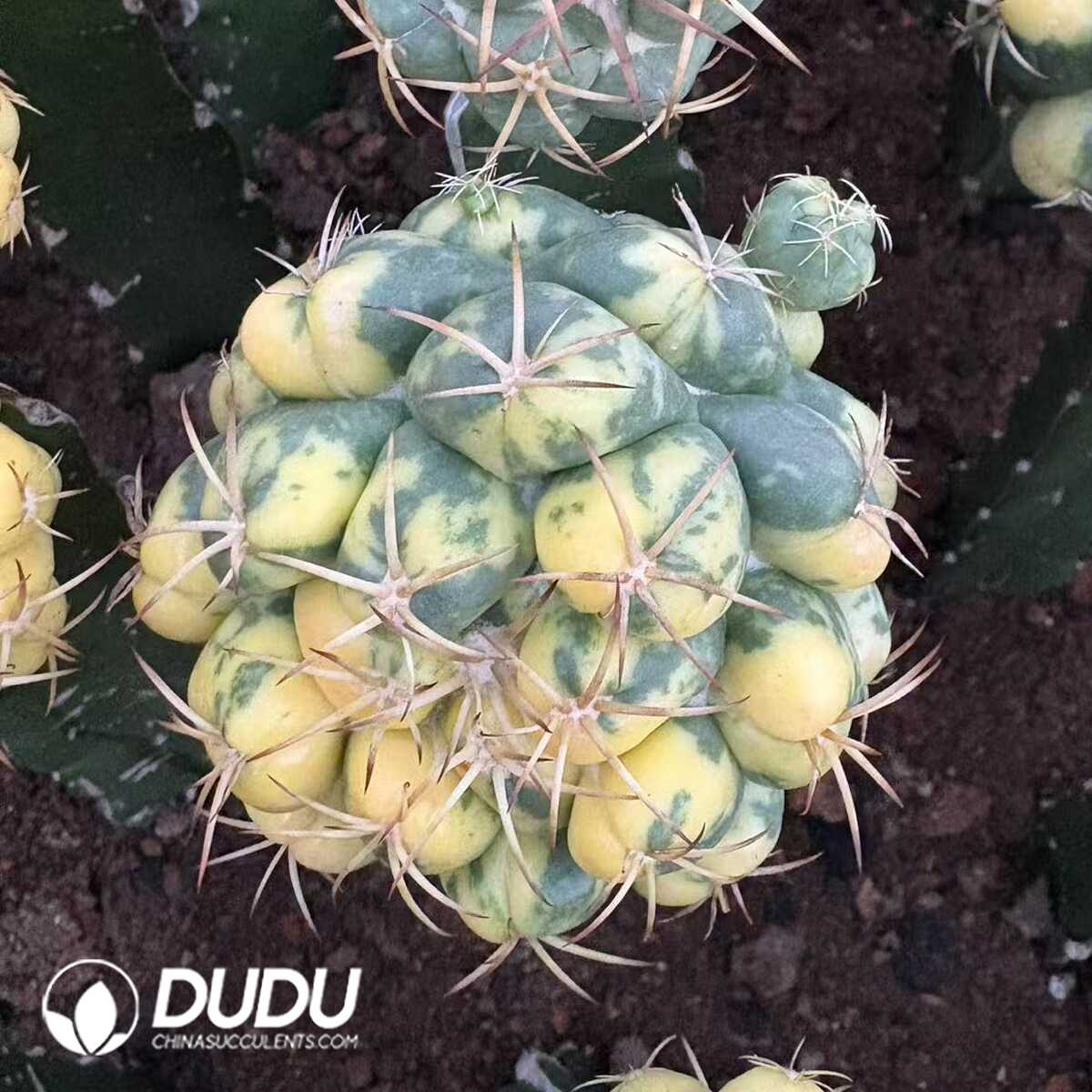 e201-209.jpg (Grafted)Coryphantha Spiny Ivory Variegatd - 画像 (1)