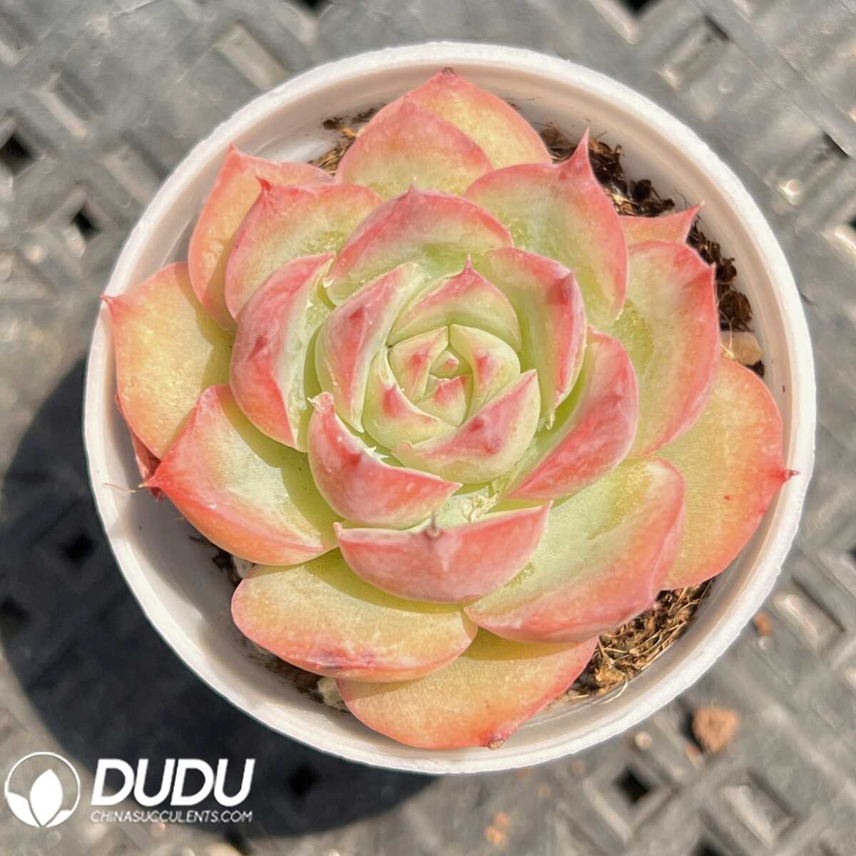 e201-21-1.jpg Echeveria Wild Berries - 画像 (1)