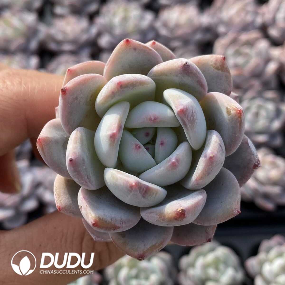 e201-211.jpg 72pcs Echeveria Orange Monroe Variegated Seedlings - 画像 (1)