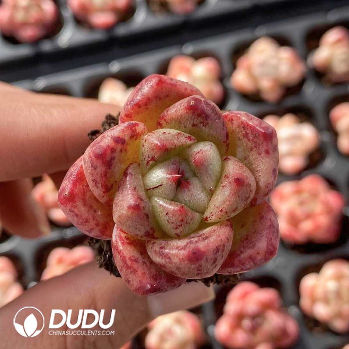 e201-218.jpg 72pcs Echeveria Grimm Seedlings - 画像 (1)