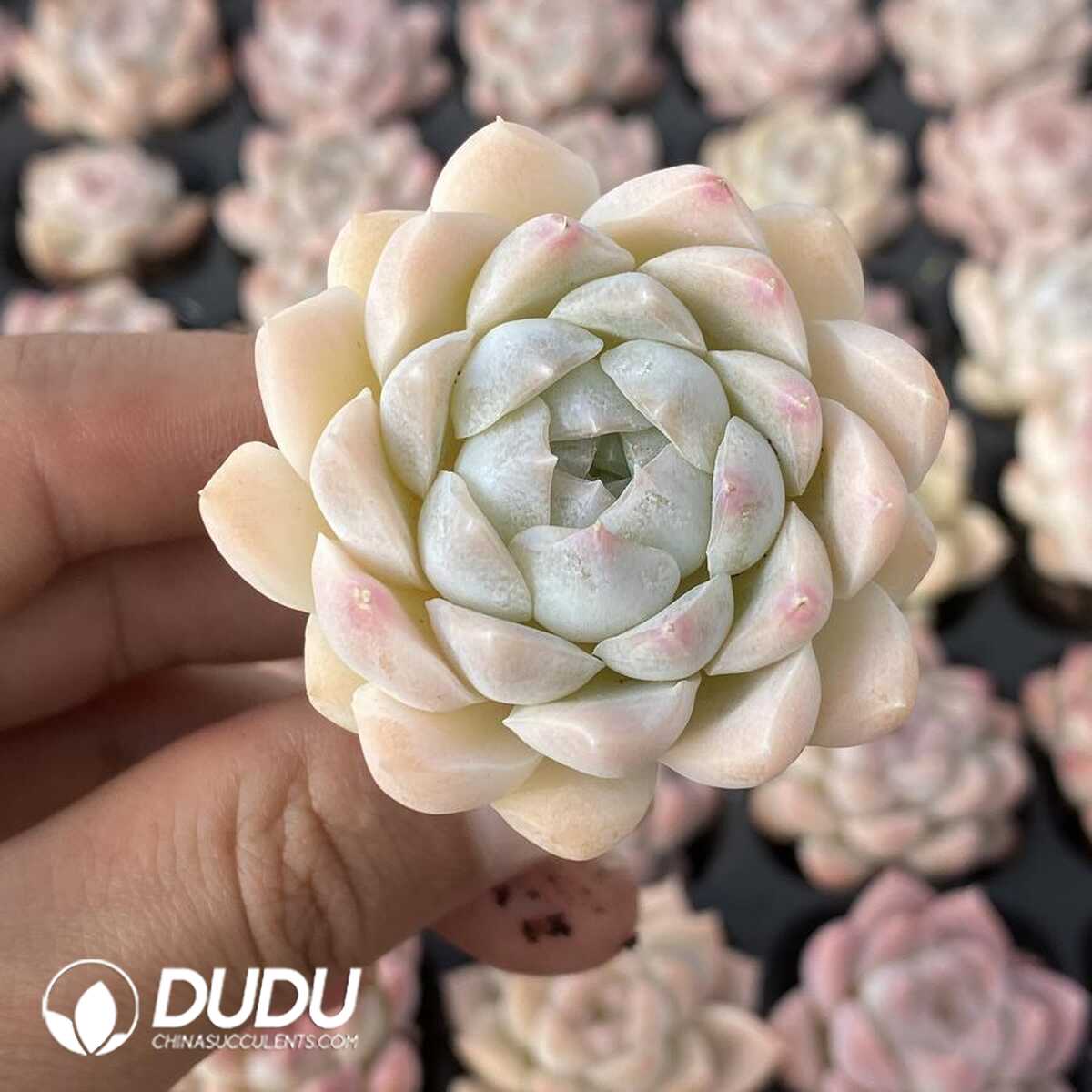 e201-219.jpg 72pcs Echeveria Sakura Dream Seedlings - 画像 (1)