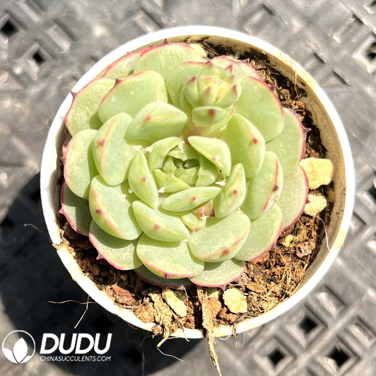 e201-22.jpg Echeveria Long Island Red Boat - 画像 (1)