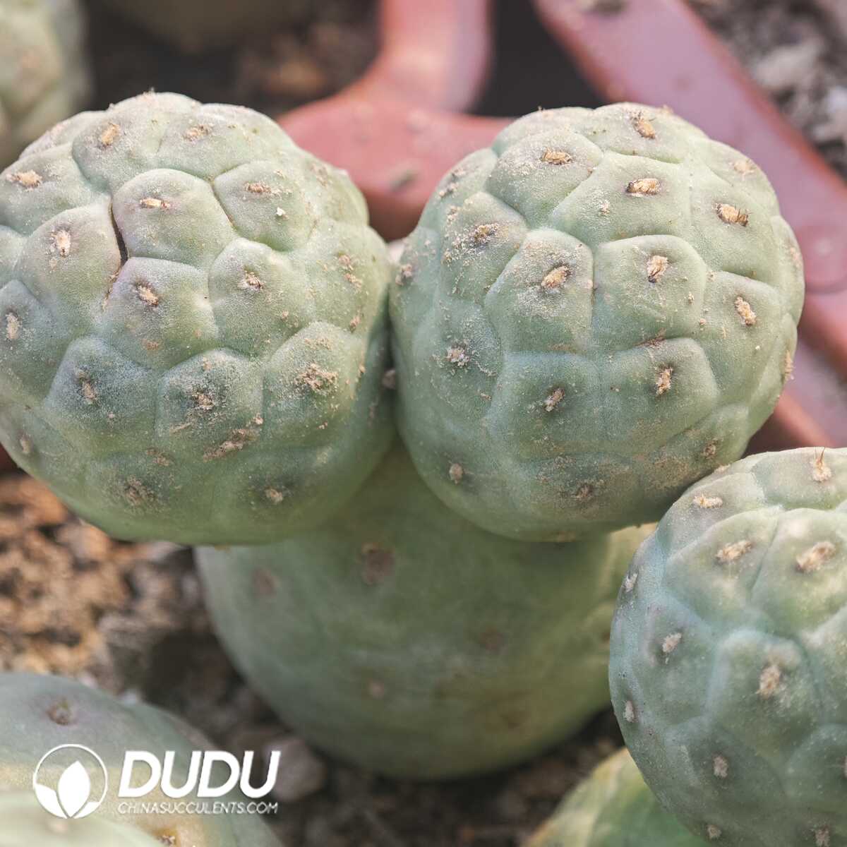 e201-222.jpg (Rooted Cutting)Tephrocactus geometricus No Thorns Double Head - 画像 (1)