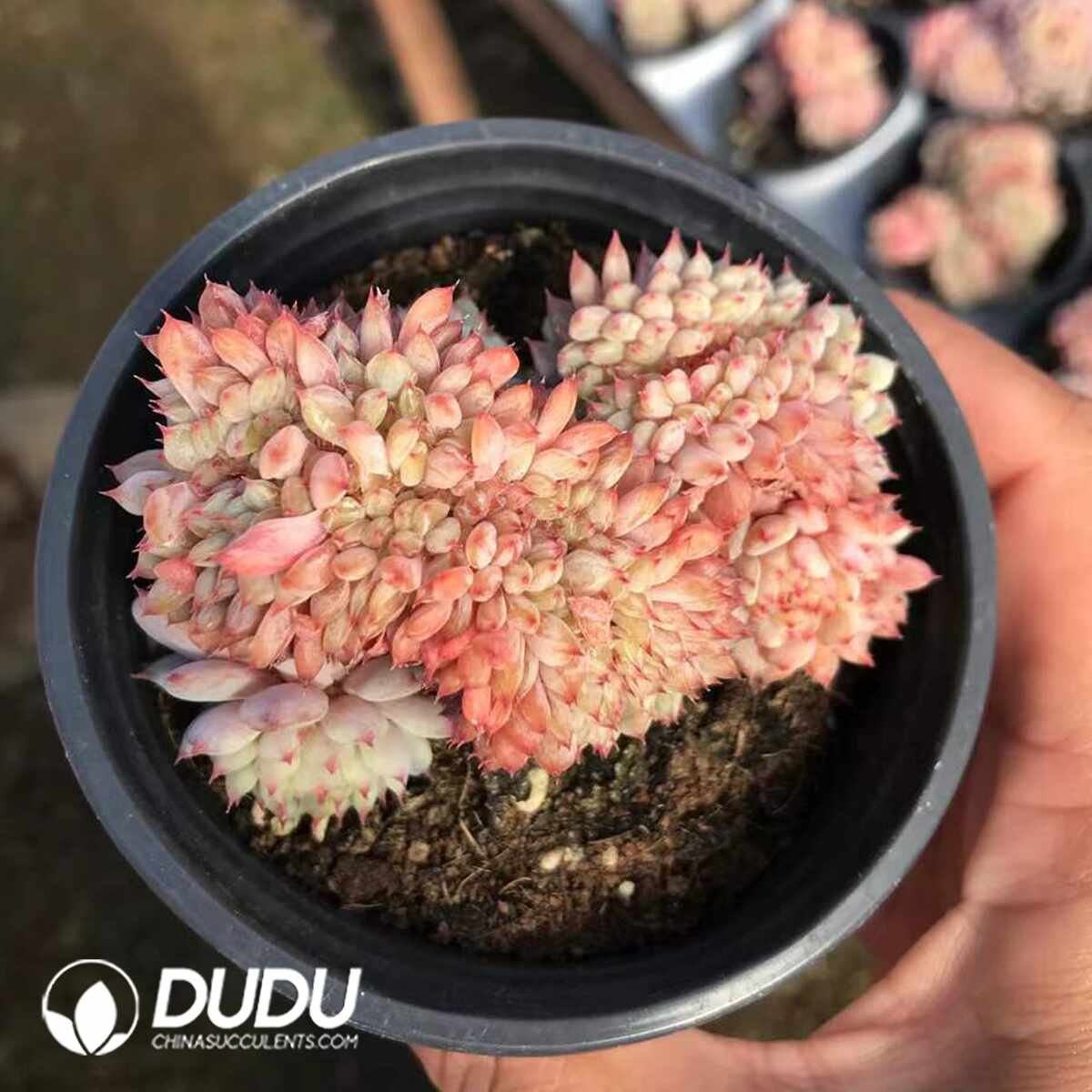 e201-228.jpg Echeveria Hani Cristata - 画像 (1)