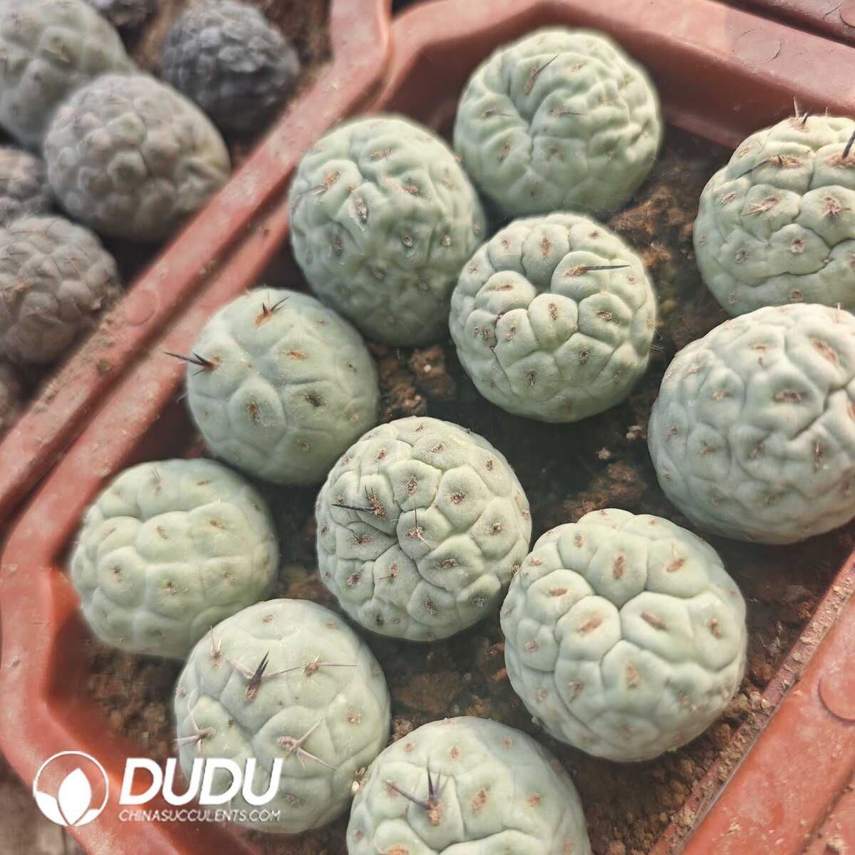 e201-231.jpg Tephrocactus geometricus Blue-and-White with roots - 画像 (1)