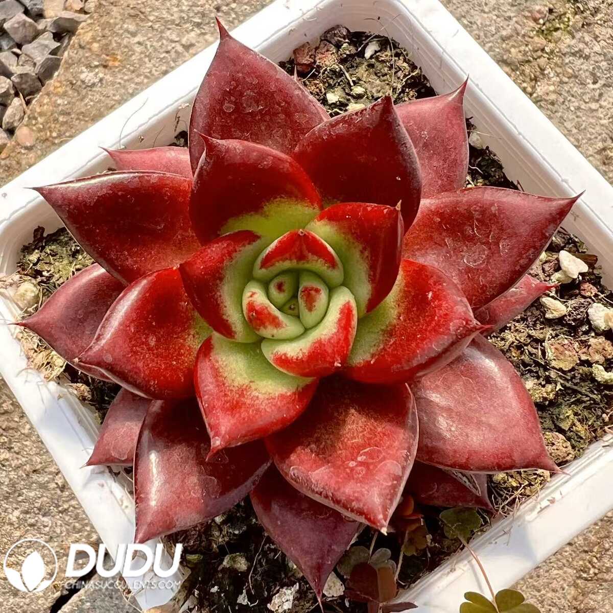 e201-24.jpg Echeveria Red Soul - 画像 (1)