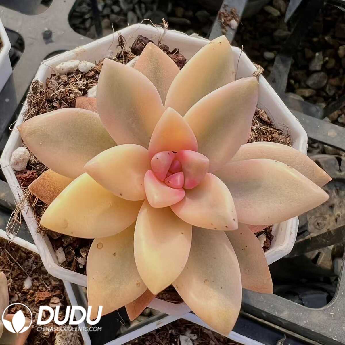 e201-25-1.jpg Graptopetalum Victor Kane Variegated - 画像 (1)