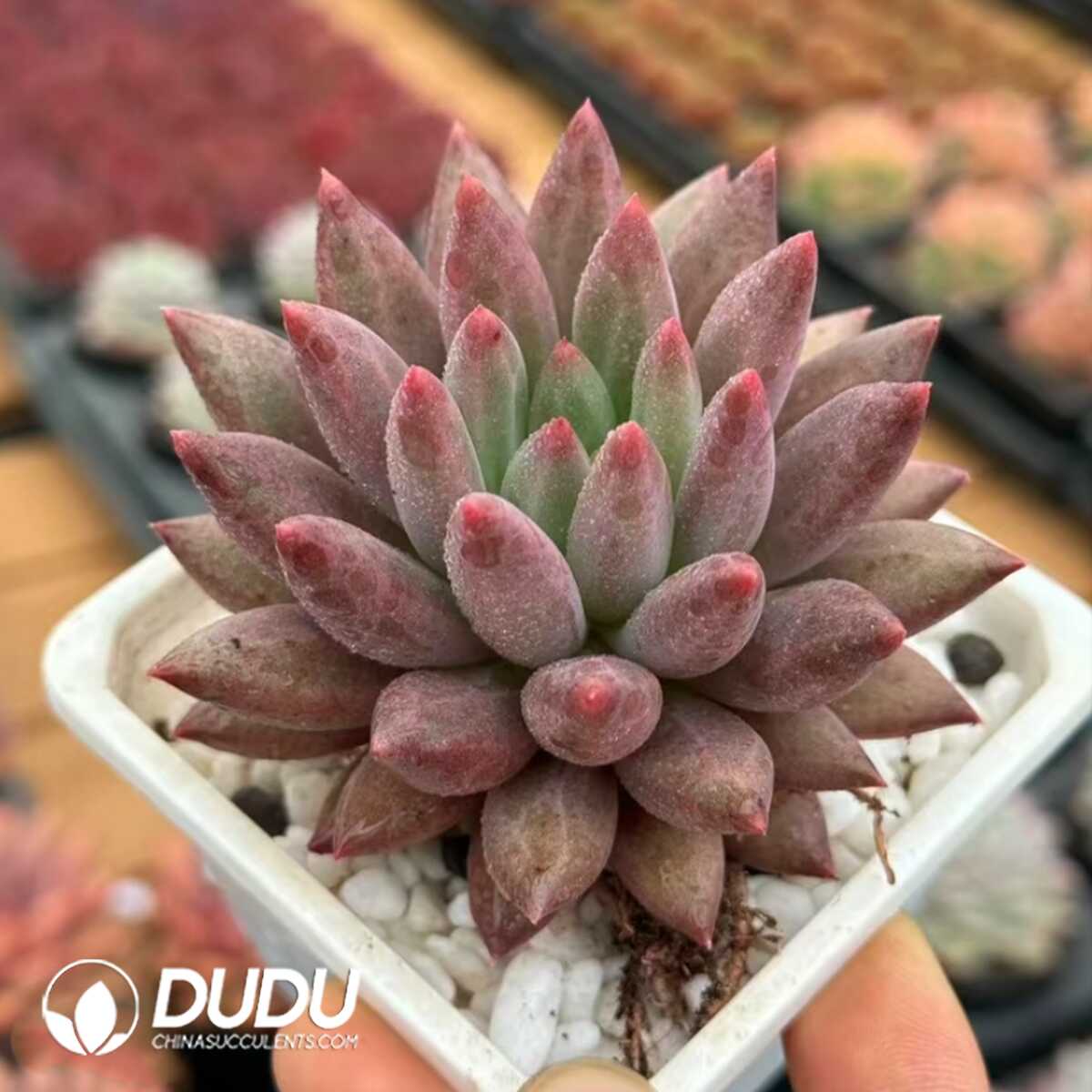 e201-25-2.jpg Echeveria Yuji - 画像 (1)