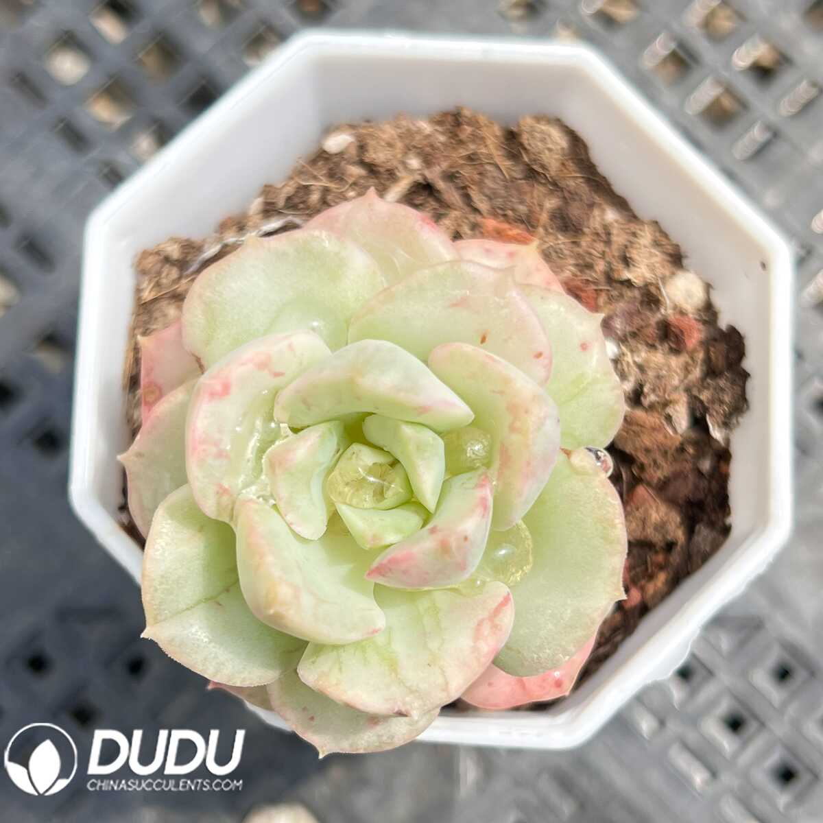 e201-26.jpg Echeveria Nicksana Variegated - 画像 (1)