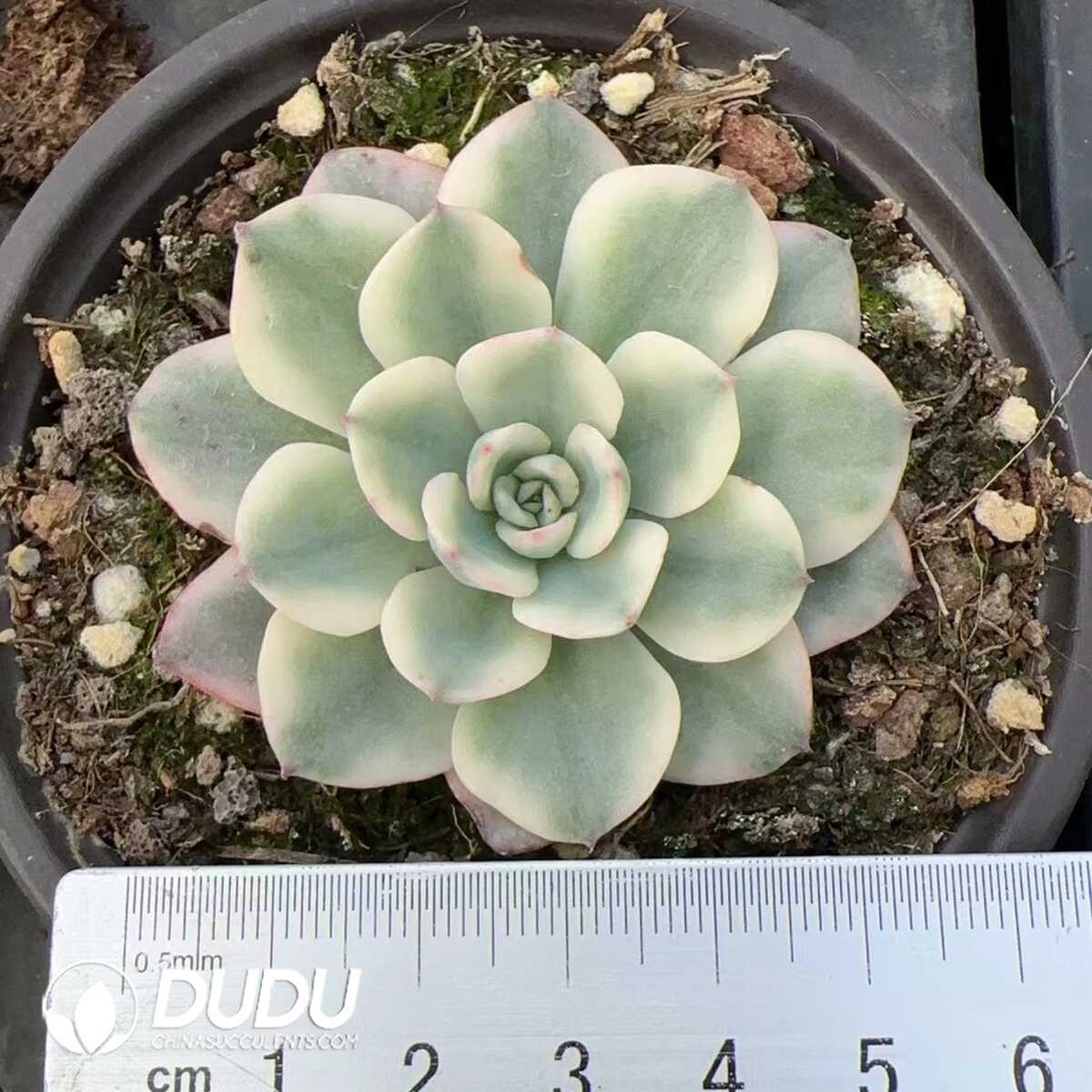 e201-263.jpg Echeveria Cream Peach Variegated - 画像 (1)