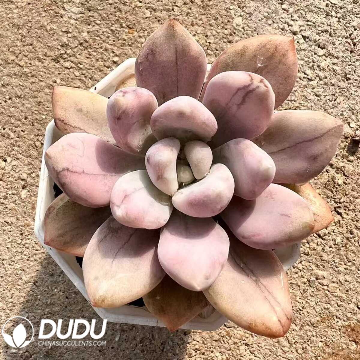 e201-27-2.jpg Graptoveria Opalina Tiger-pattern Variegated - 画像 (1)