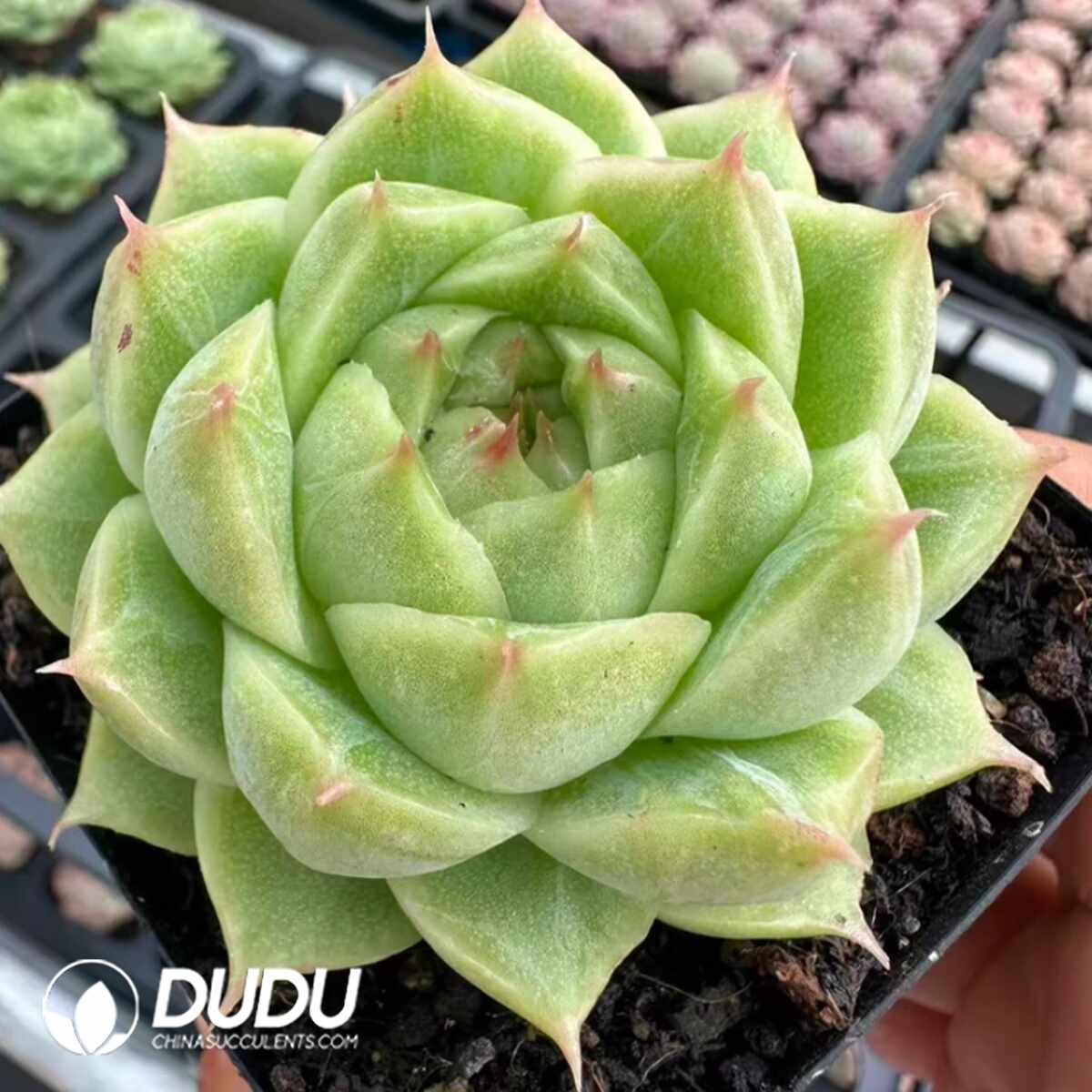 e201-272.jpg Echeveria Carousel - 画像 (1)