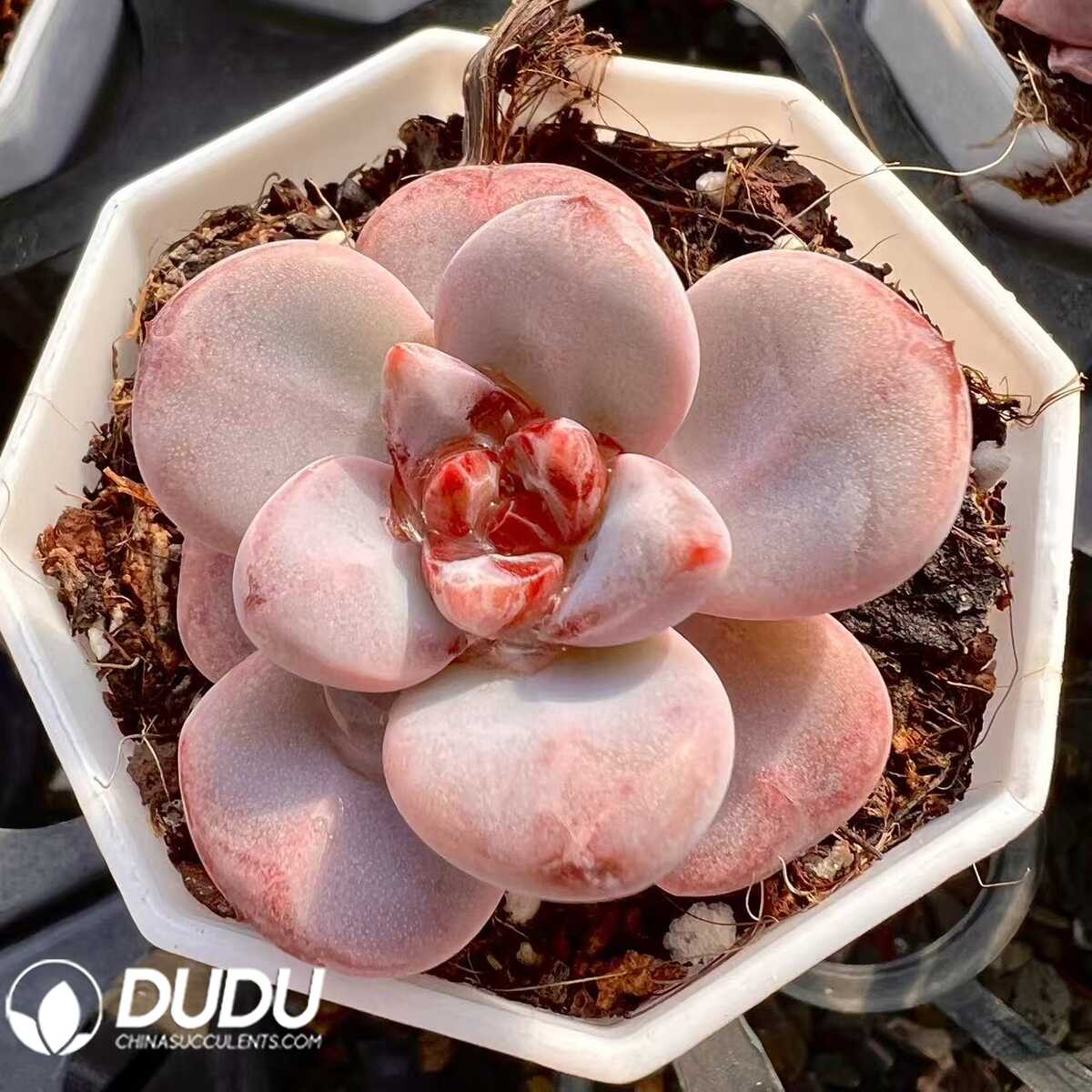 e201-29.jpg Echeveria Sakura Snow - 画像 (1)