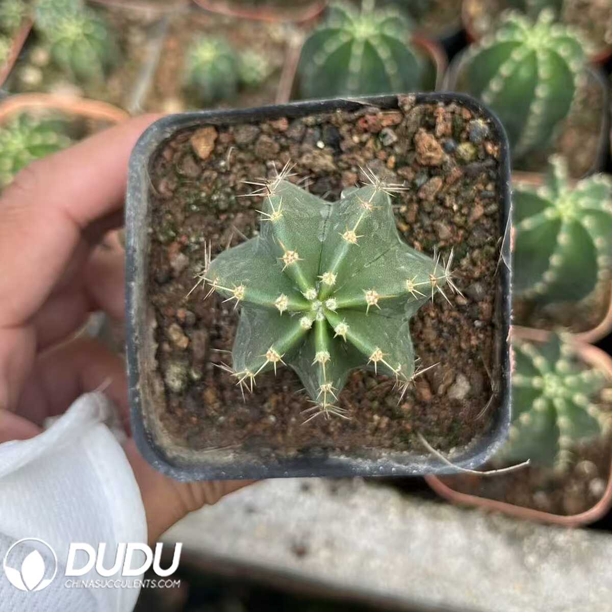 e201-3.jpg (Seed Grown)Echinocereus subinermis - 画像 (1)