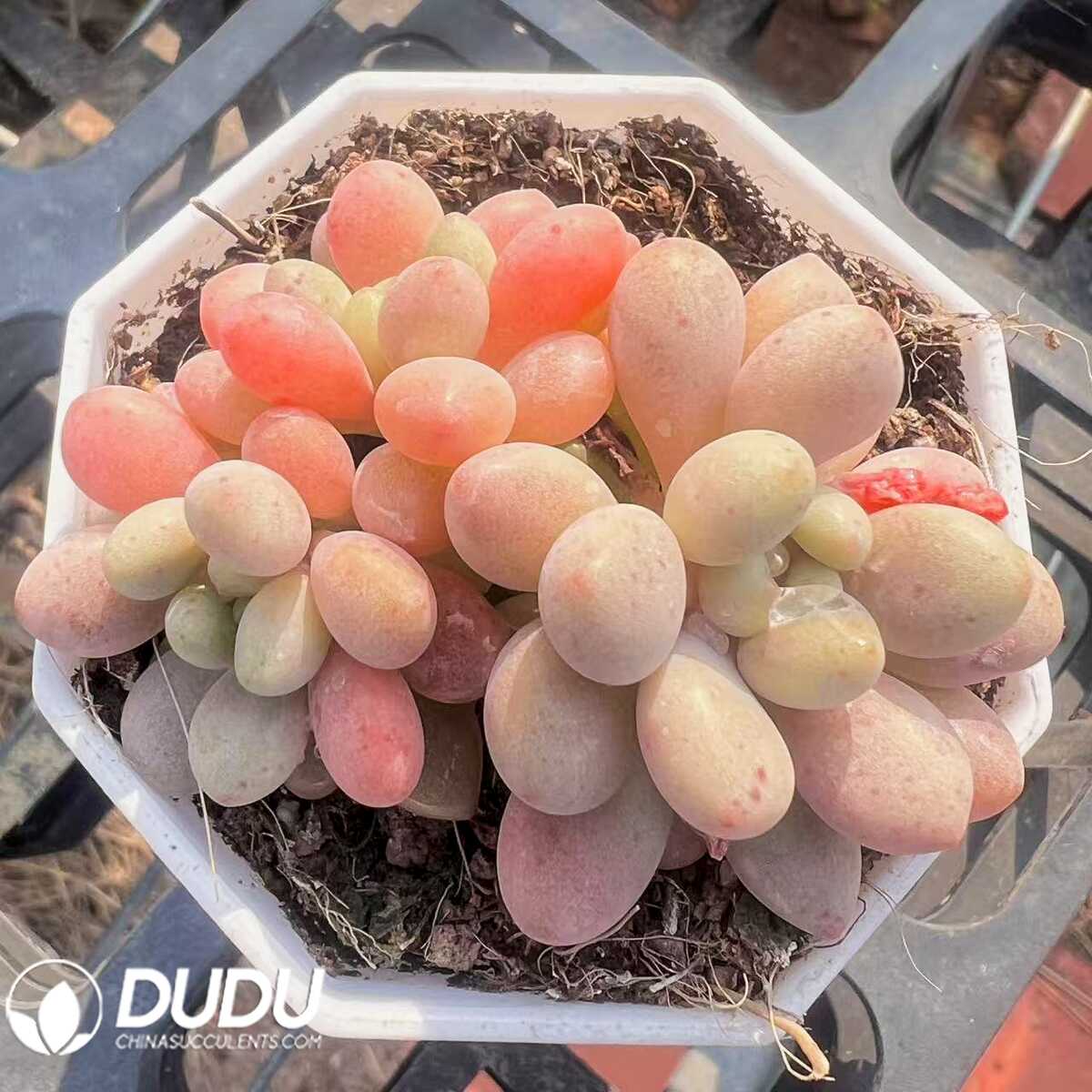 e201-31.jpg Graptopetalum Miss Red Berry Clustering - 画像 (1)