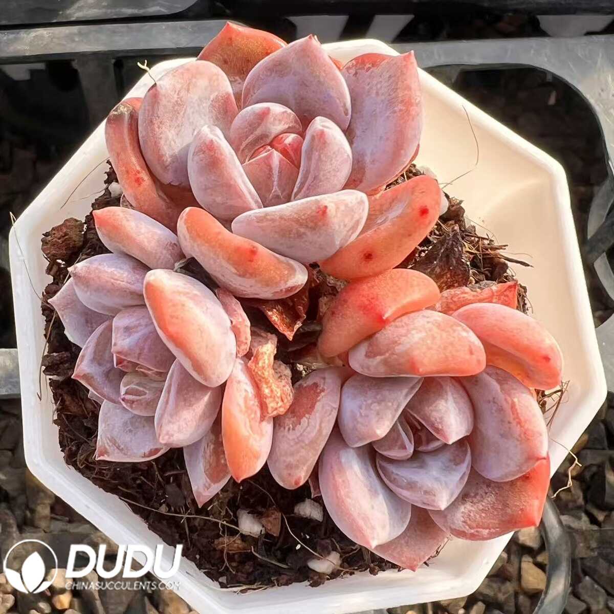 e201-32.jpg Echeveria Charles Clustering - 画像 (1)