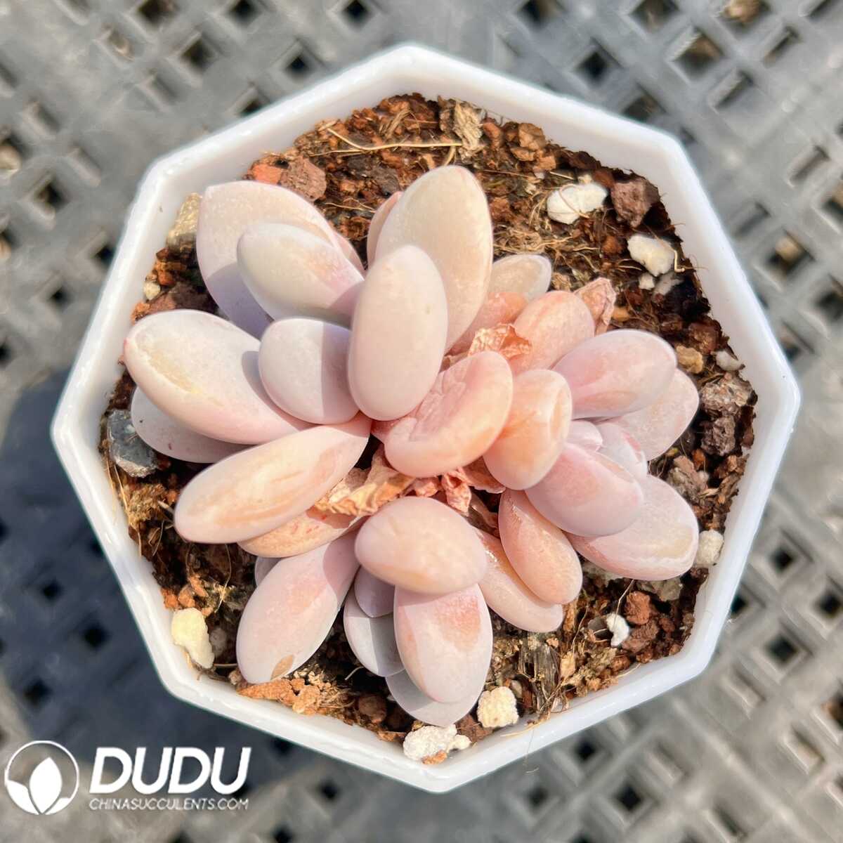 e201-33-1.jpg Graptoveria Pink Rabbit - 画像 (1)