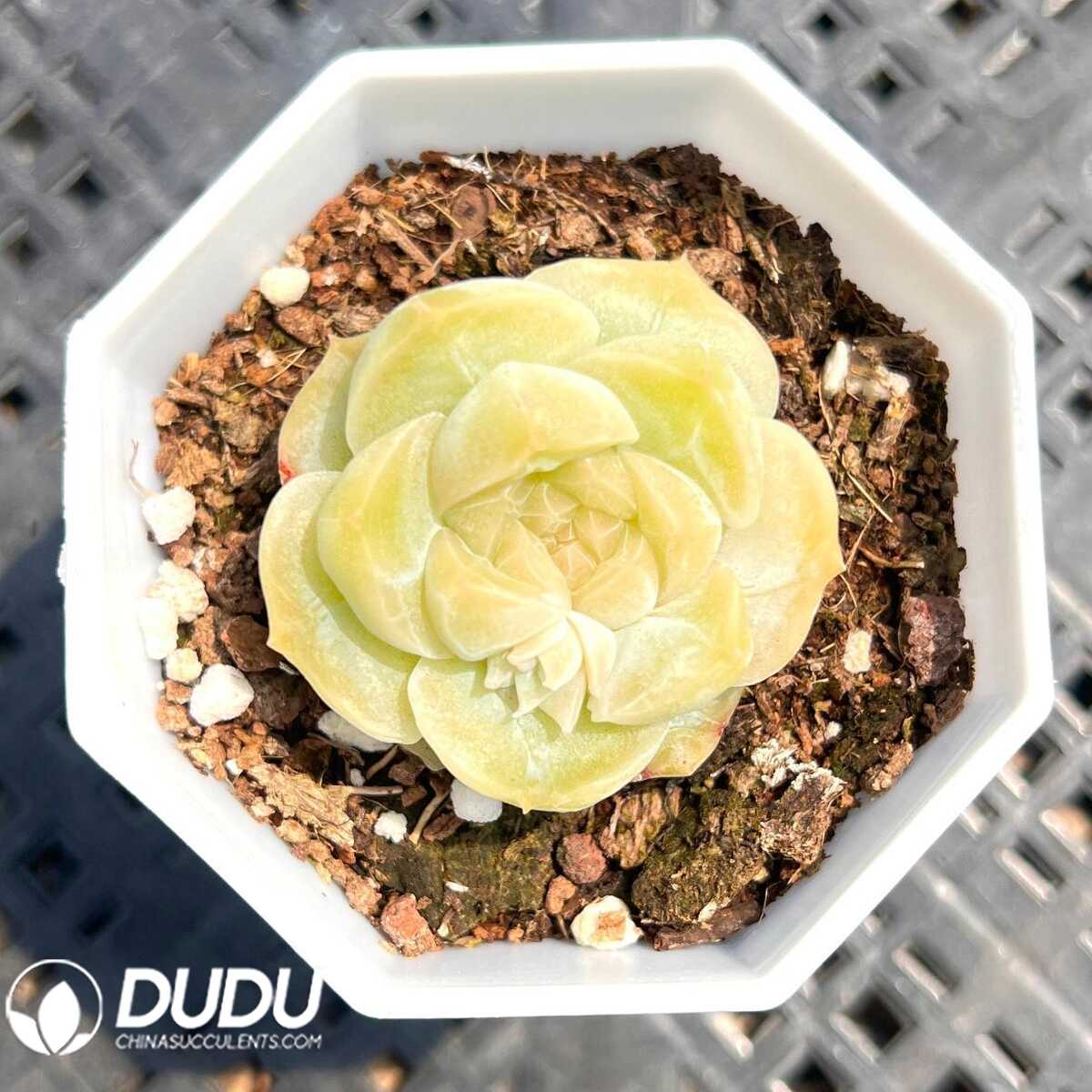 e201-34.jpg Echeveria Sweet Balai - 画像 (1)