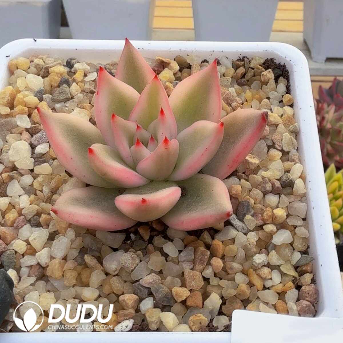 e201-346.jpg Echeveria Dongyun Variegated - 画像 (1)