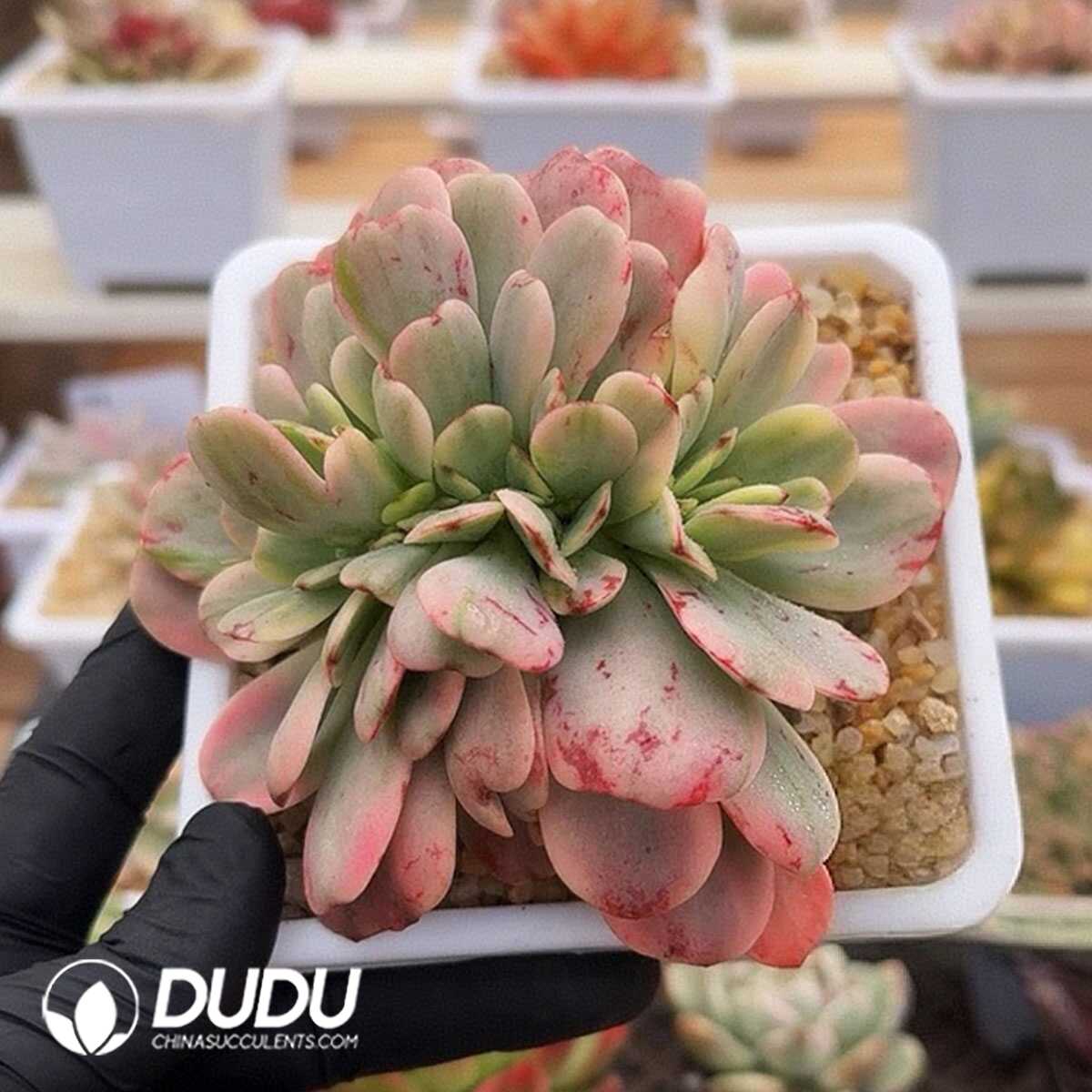 e201-349.jpg Echeveria Variegated 0903-13 - 画像 (1)