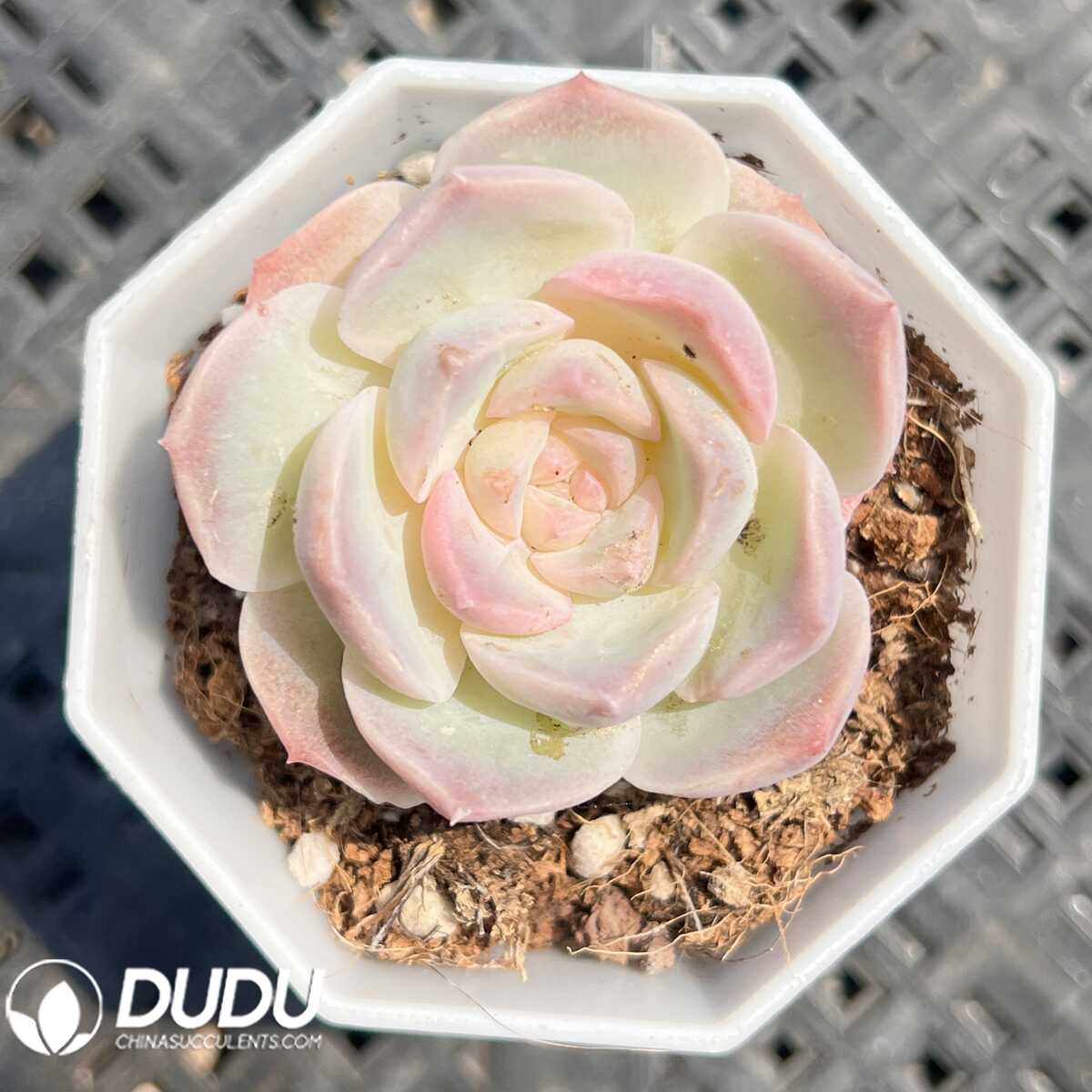 e201-35.jpg Echeveria Dreamy Bubbles - 画像 (1)