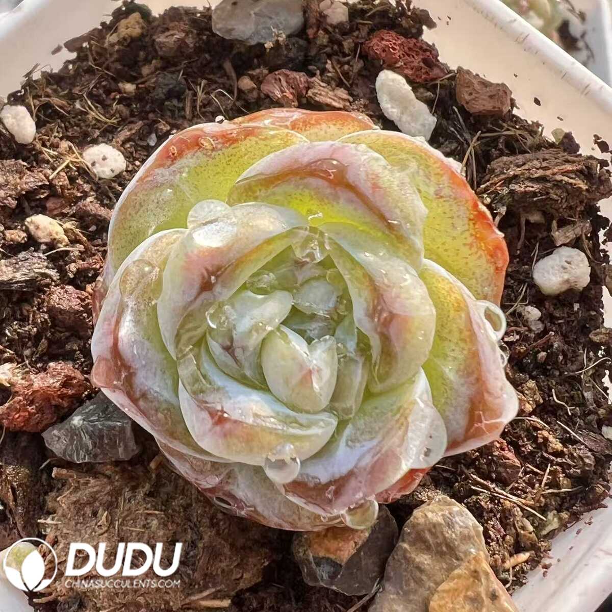 e201-36.jpg Echeveria Sugar cubes - 画像 (1)