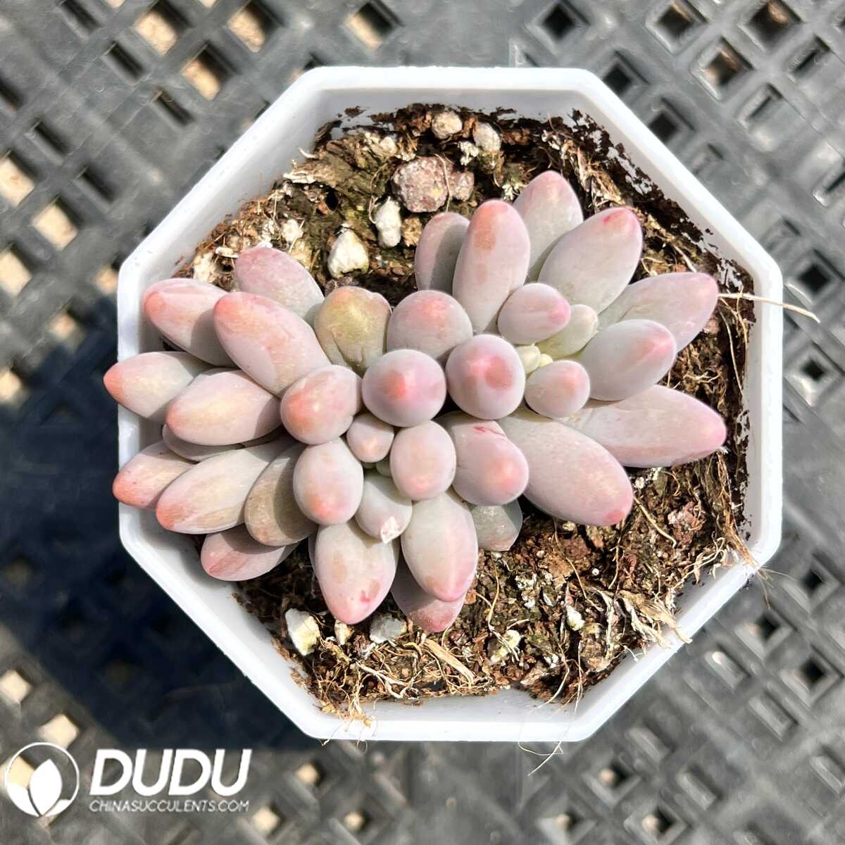 e201-37-1.jpg Pachyphytum Croissant Clustering - 画像 (1)