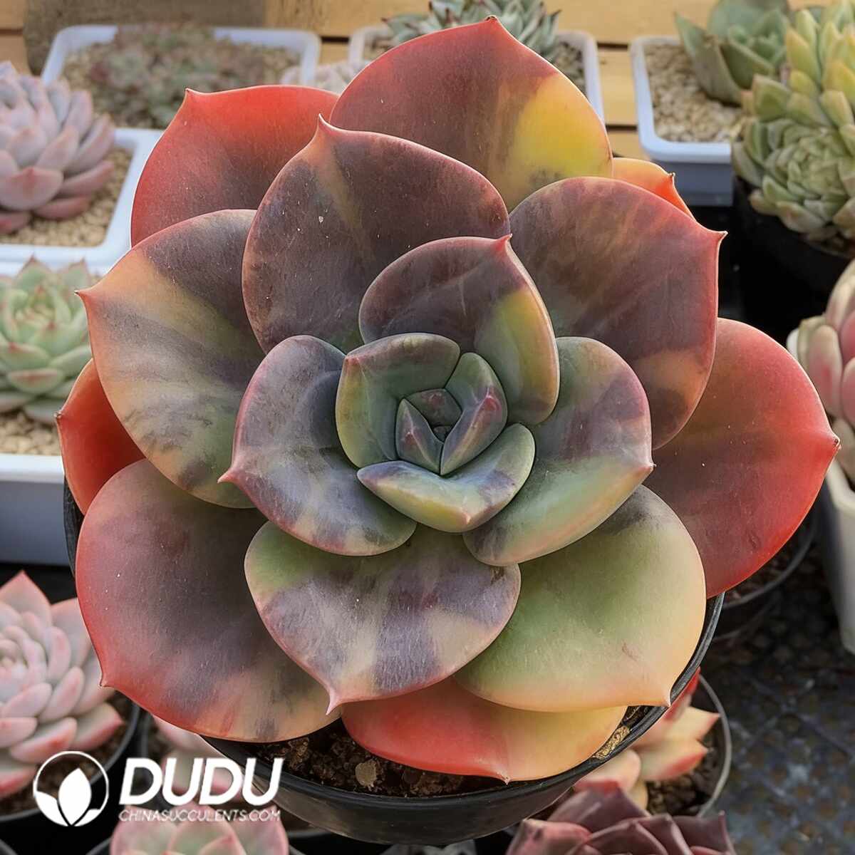 e201-379.jpg Echeveria Bluementa Variegated - 画像 (1)