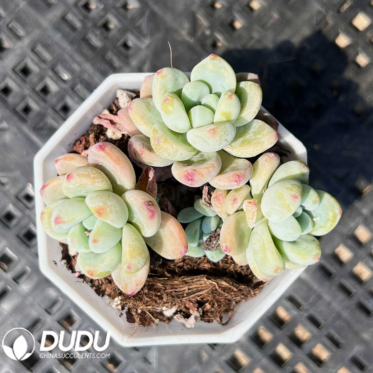 e201-38-1.jpg Echeveria Furalei Clustering - 画像 (1)