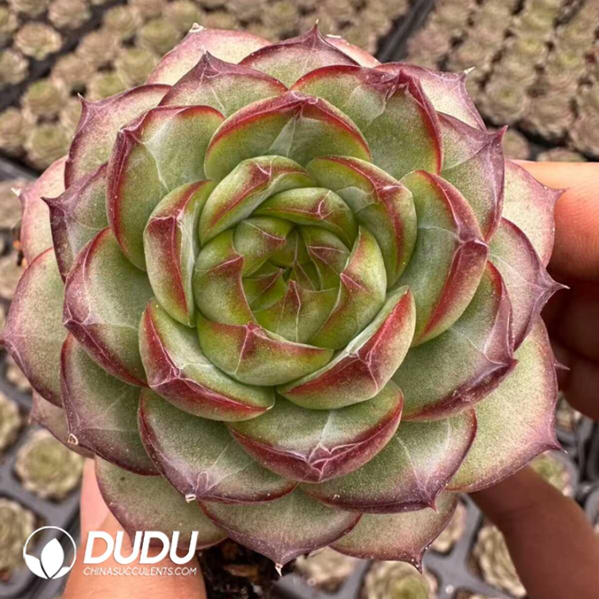 e201-38-2.jpg Echeveria Omega - 画像 (1)