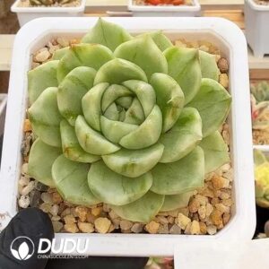 Echeveria Small Buns Variegated