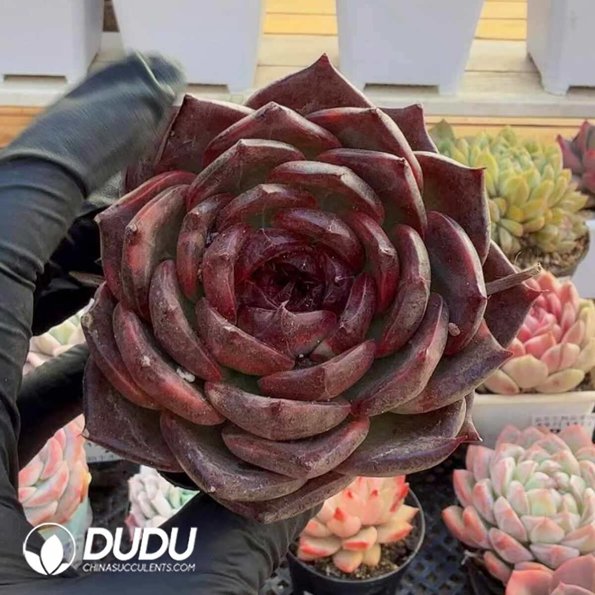 e201-387.jpg Echeveria Black Swan - 画像 (1)