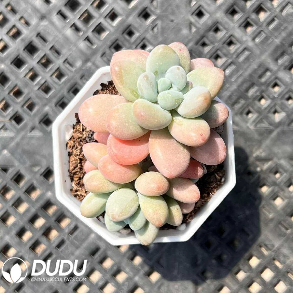 e201-39.jpg Echeveria Sailor Moon Double Head - 画像 (1)