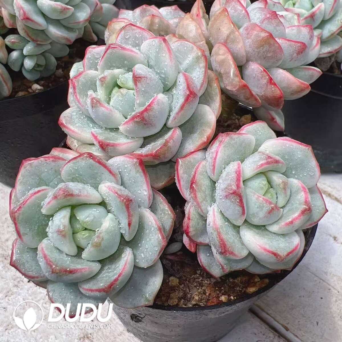 e201-396.jpg Sedeveria Pudgye Variegated Clustering - 画像 (1)