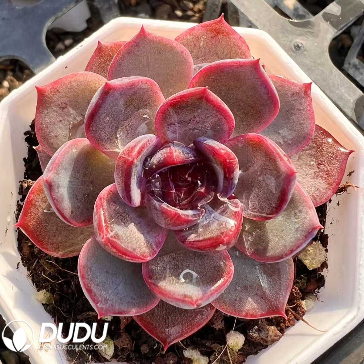 e201-40.jpg Echeveria Blueberry - 画像 (1)