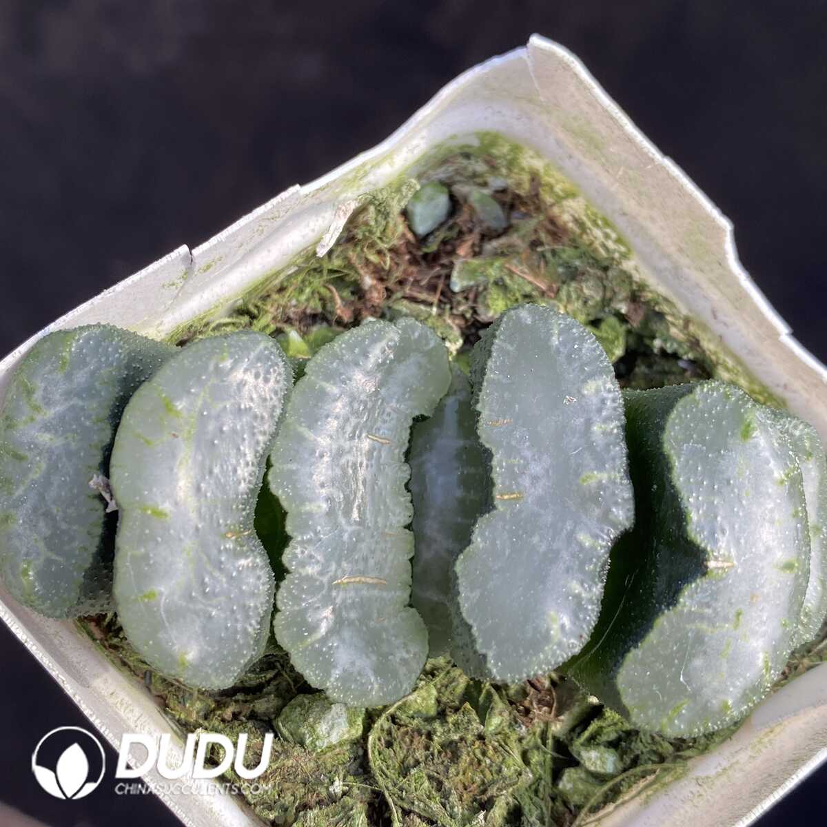 e201-408-1.jpg Haworthia Snow wolf - 画像 (1)