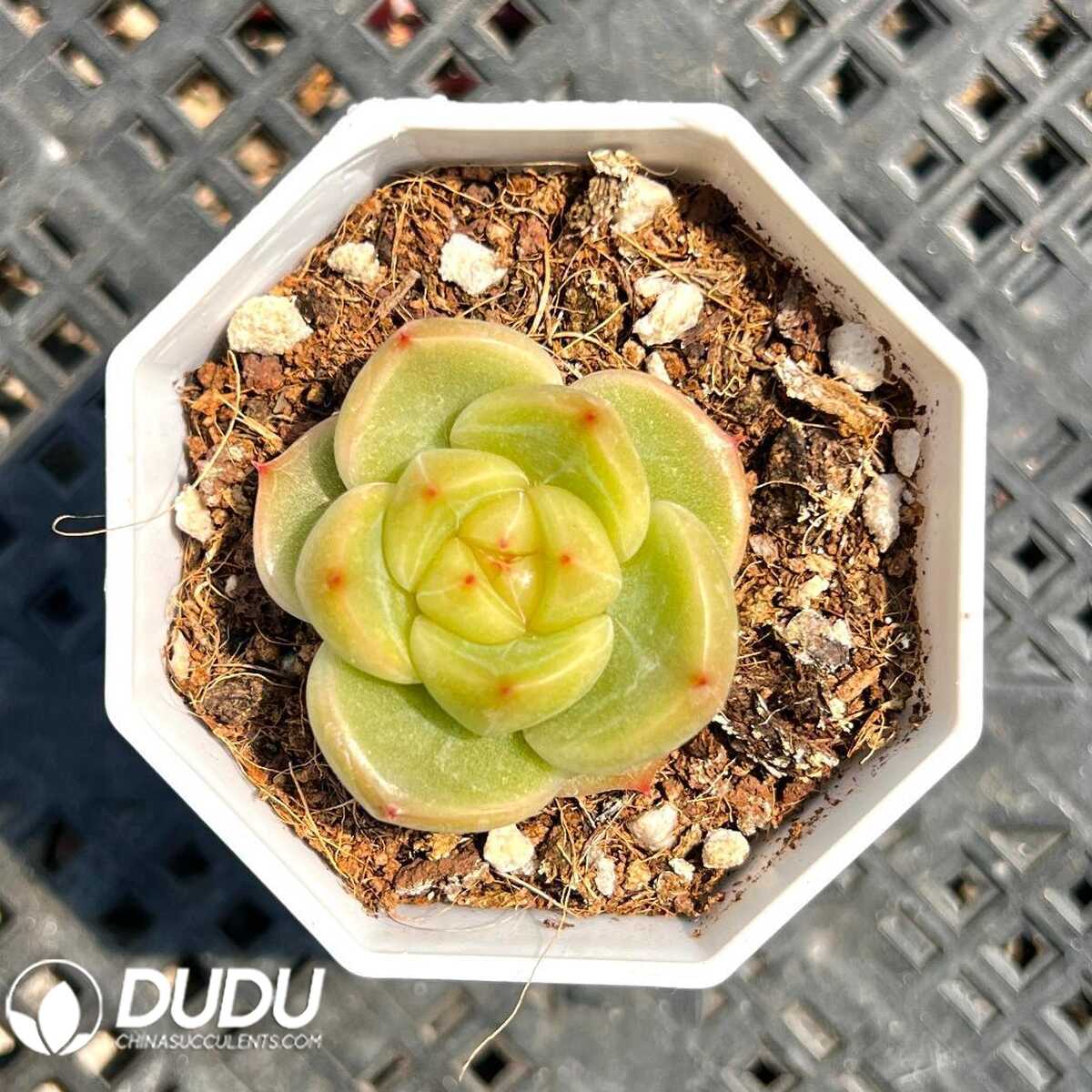 e201-41.jpg Echeveria Sunny Doll - 画像 (1)