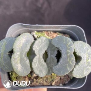 Haworthia anemone