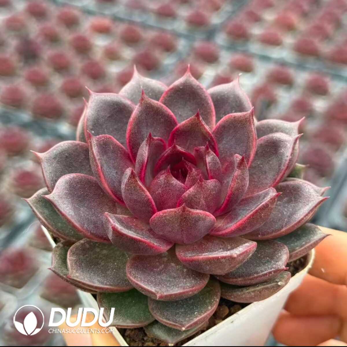 e201-42.jpg Echeveria Twilight Spirit - 画像 (1)