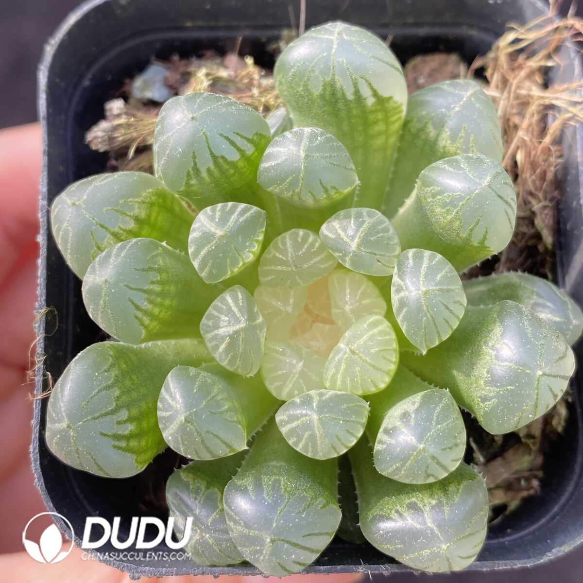 e201-421.jpg Haworthia Amber - 画像 (1)