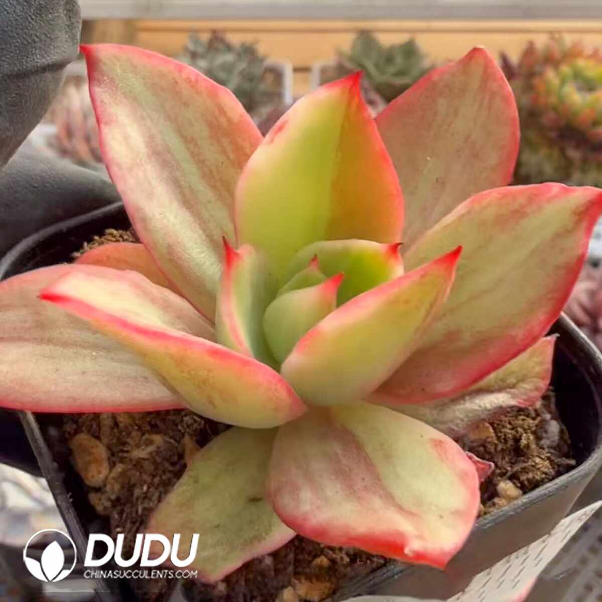 e201-428.jpg Echeveria Cuihua Variegated - 画像 (1)