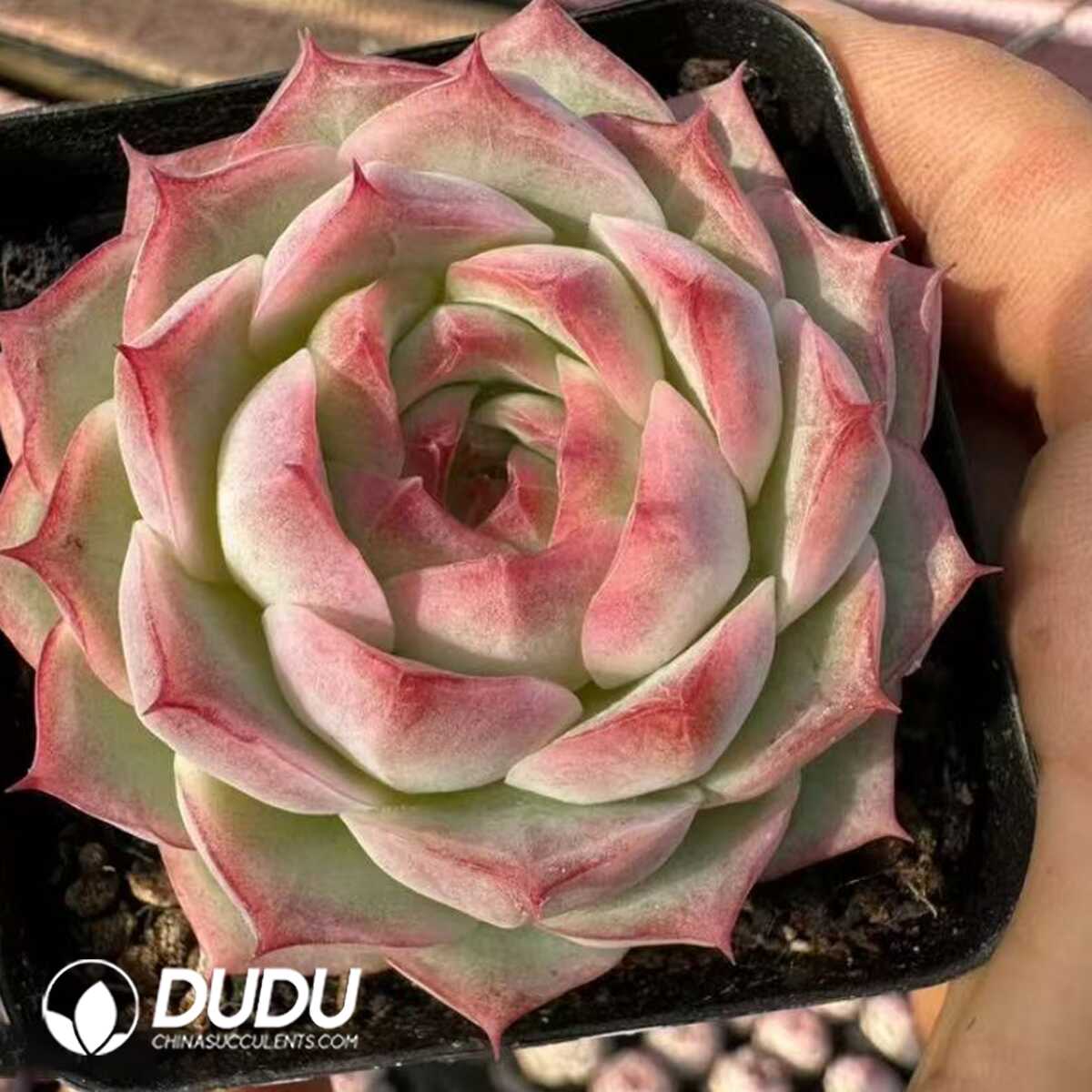 e201-43-1.jpg Echeveria Honey Trap - 画像 (1)