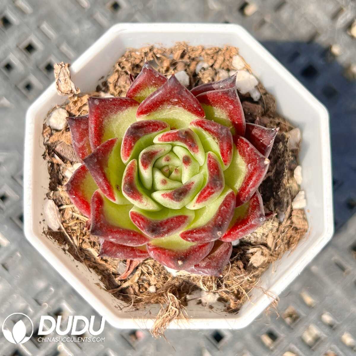 e201-43.jpg Echeveria Queen of Luxembourg - 画像 (1)