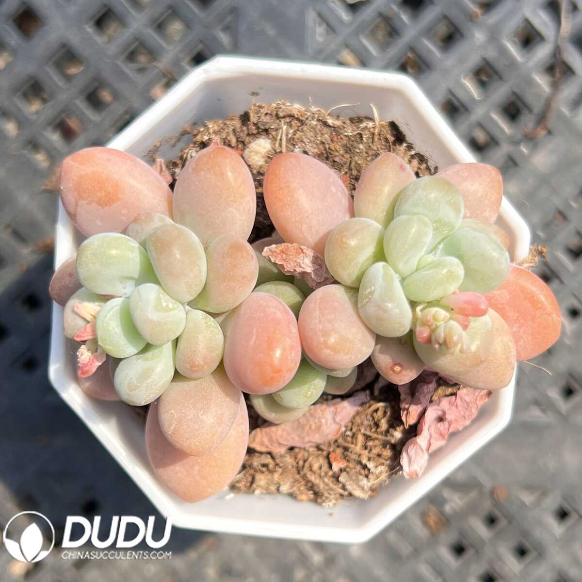 e201-44-2.jpg Graptopetalum Mulan Poems Double Head - 画像 (1)