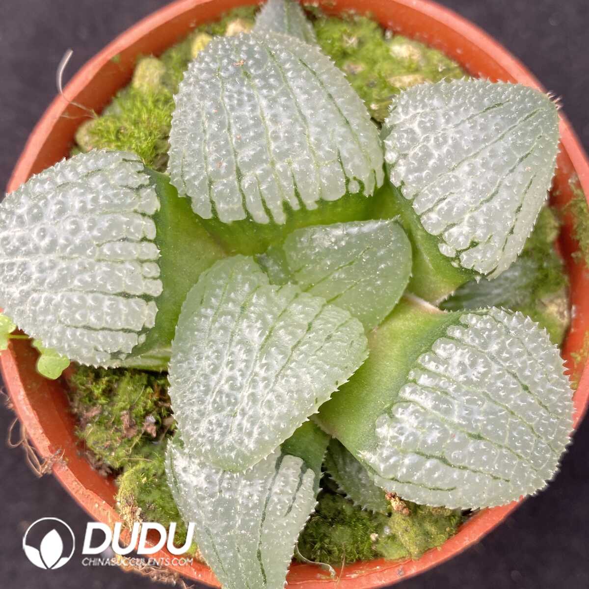 e201-440.jpg Haworthia Mirror Ball - 画像 (1)