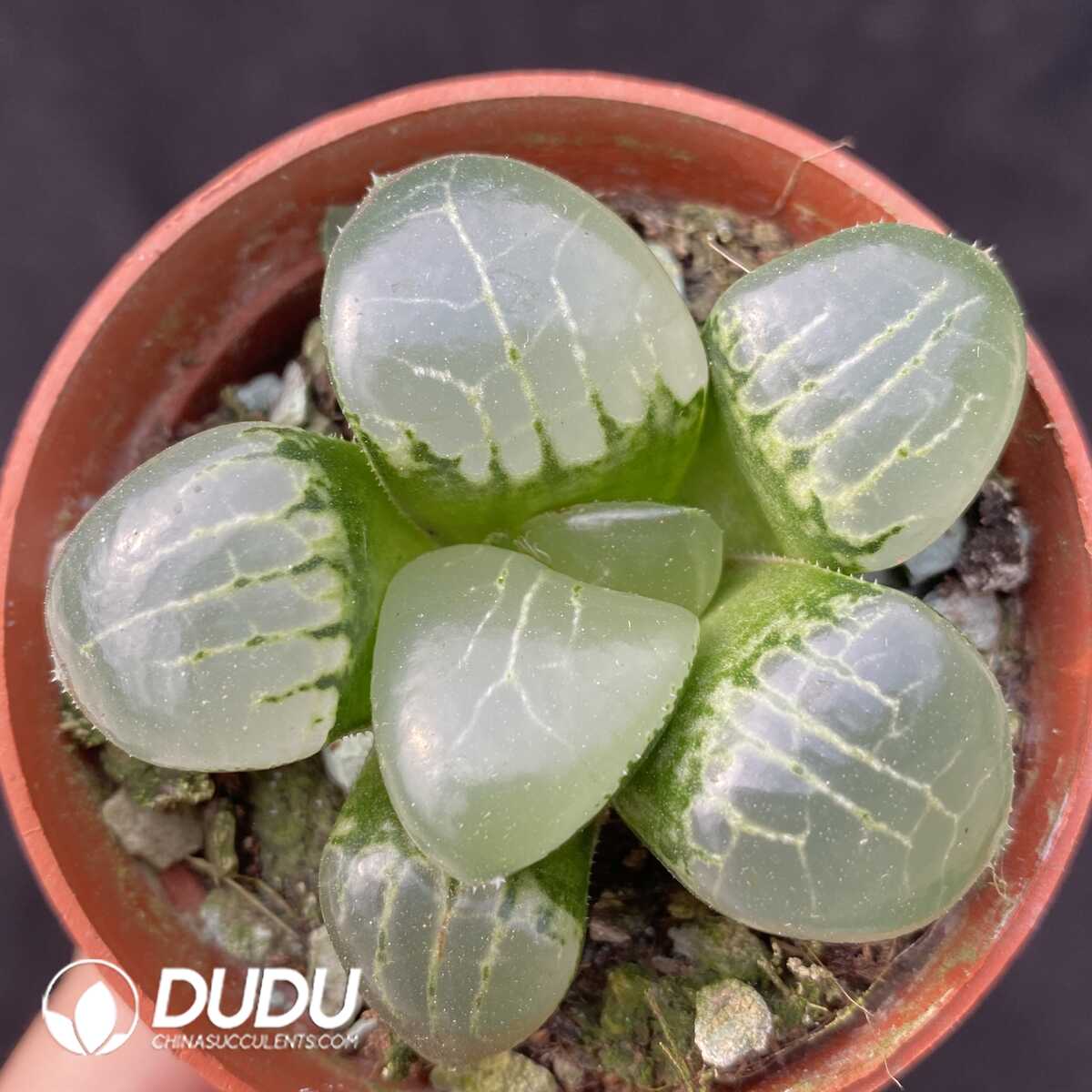 e201-442-1.jpg Haworthia Moon Goddess - 画像 (1)